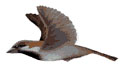 Golden House Sparrow logo
